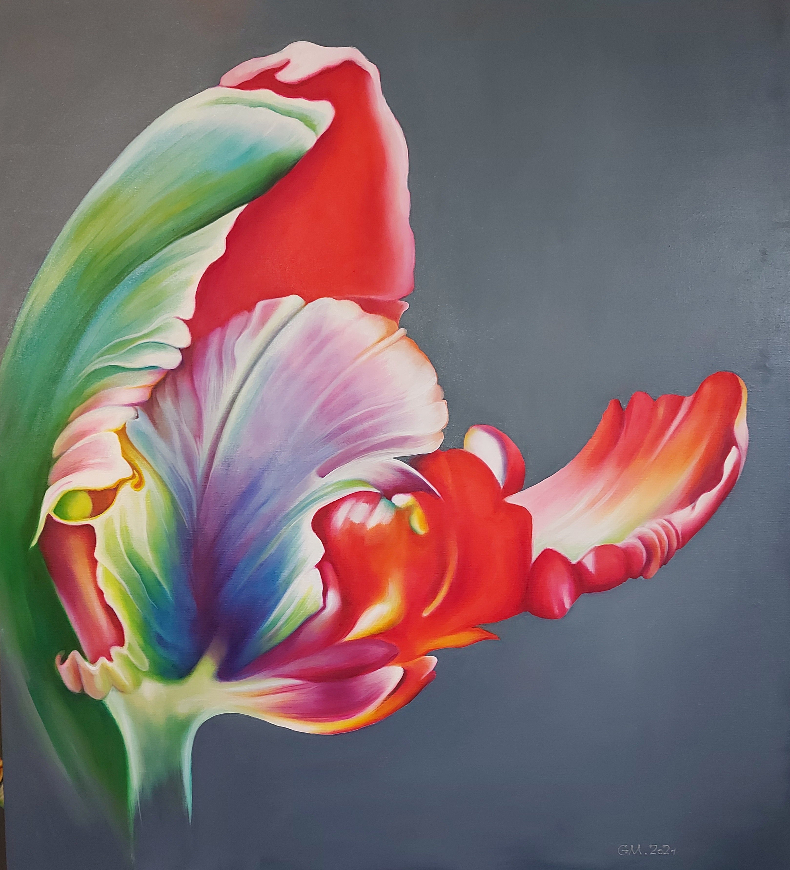 Tulipan numer 5