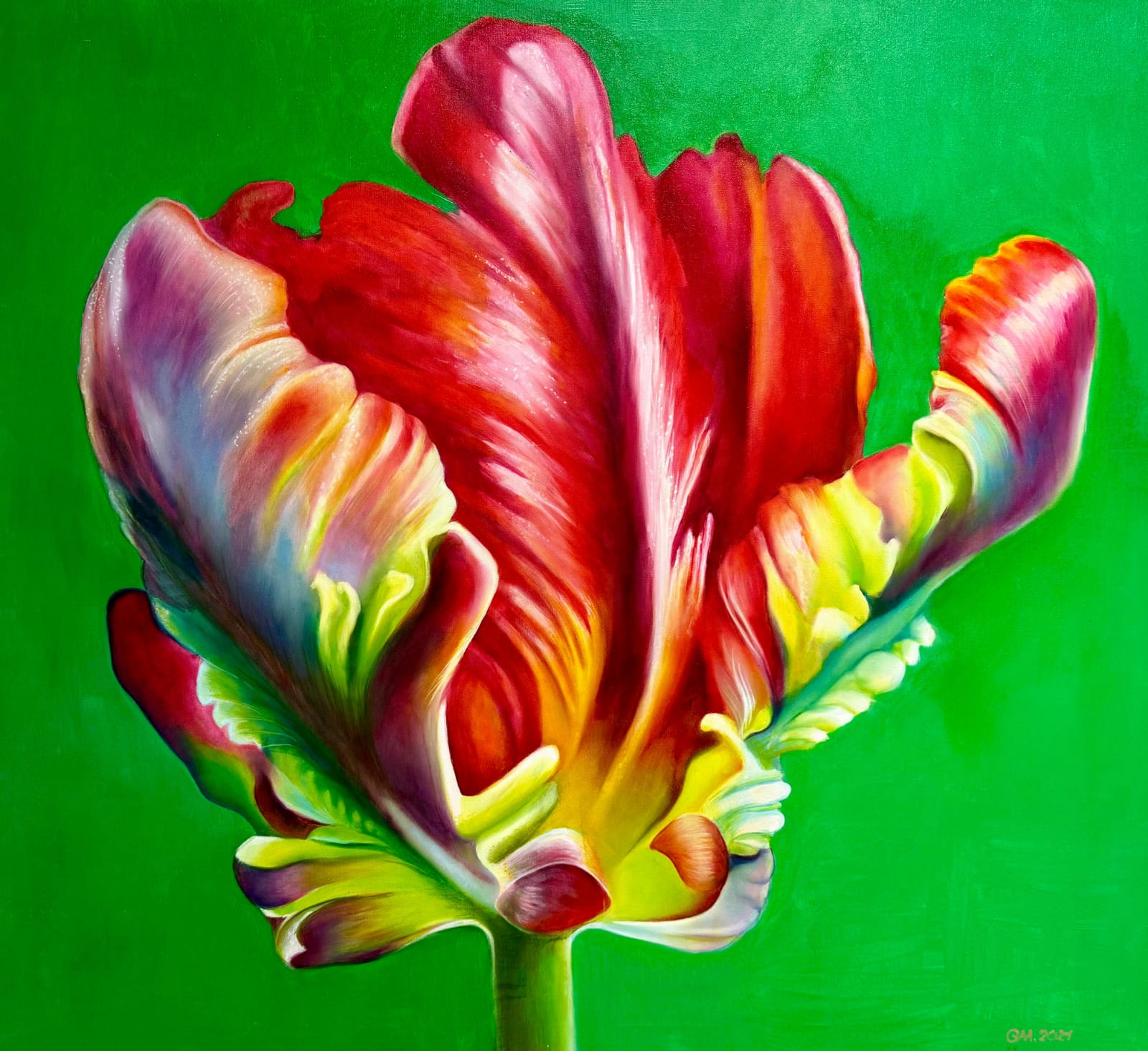 Tulipan nr 1