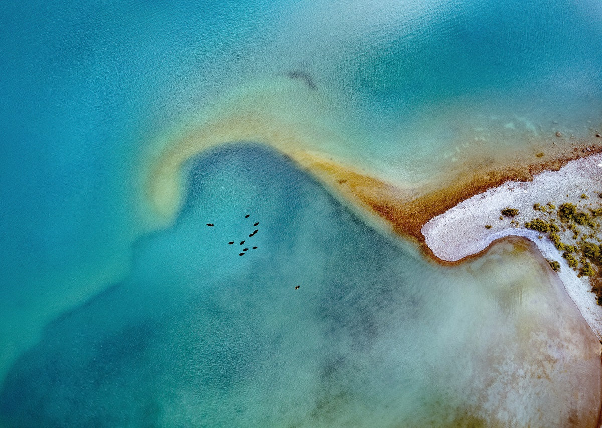 Lake Tekapo Birds