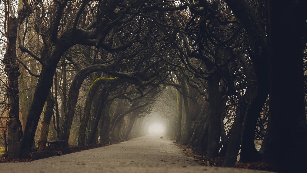 Nebel im Park Oliwski