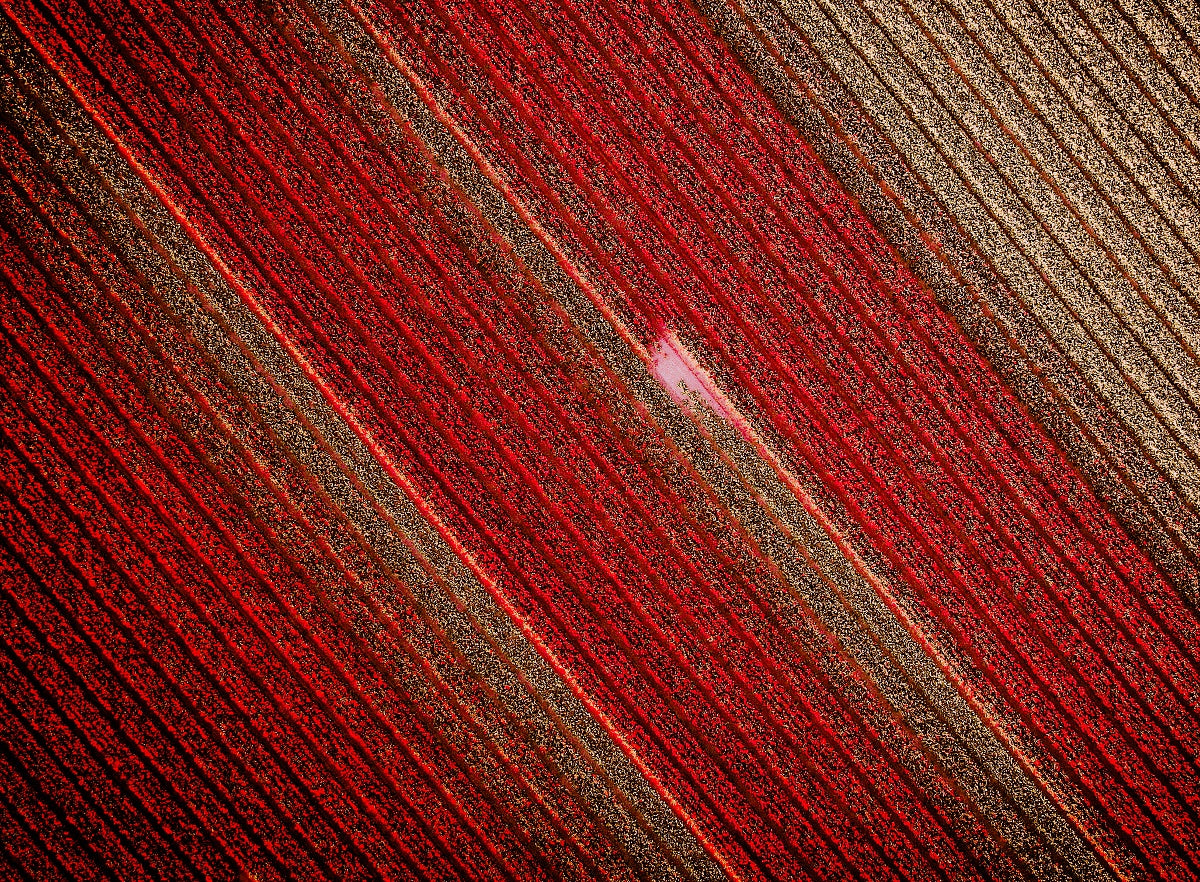 Tulipfields4ever