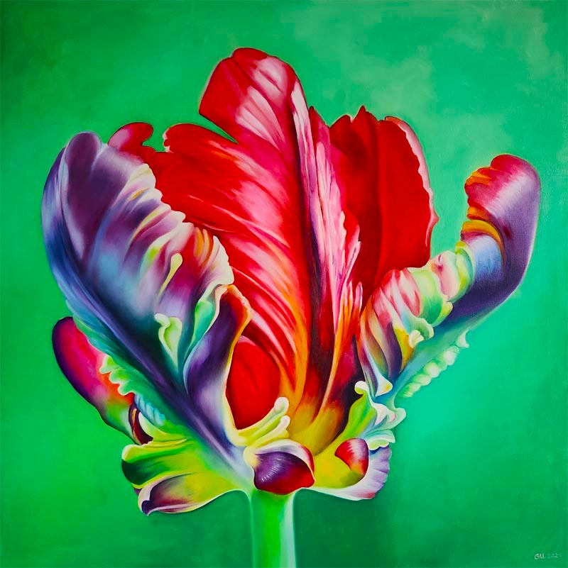 Tulipan I