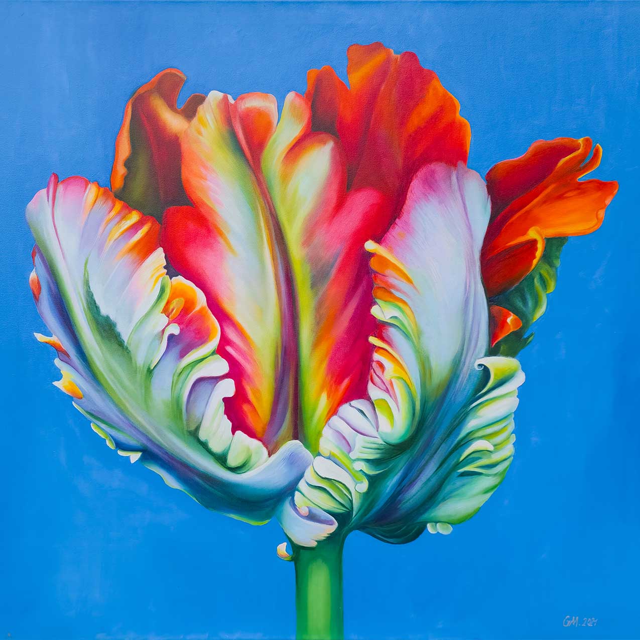 Tulpe III