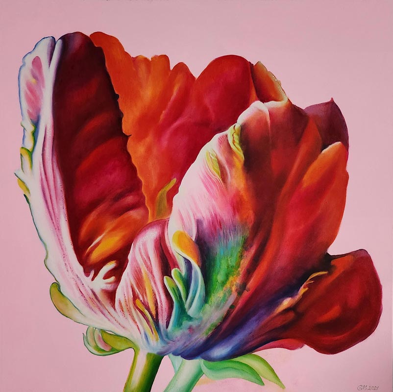 Tulipan IV