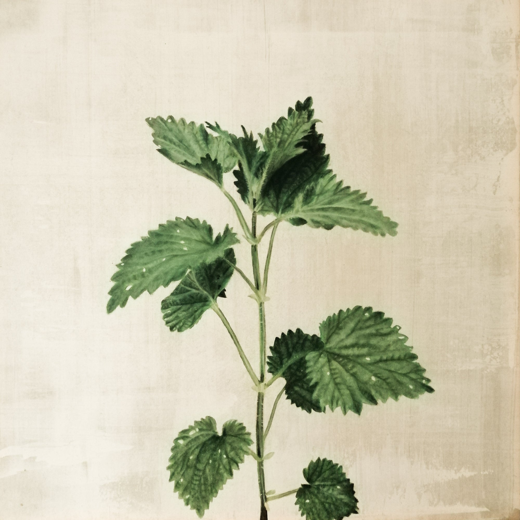 Urtica
